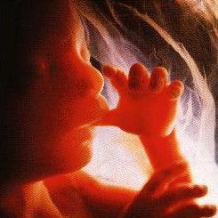 baby_in_womb
