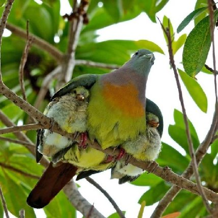 Bird sheltering young