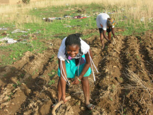 Ghana, sowing millet