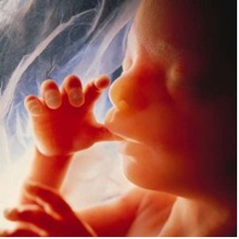 baby in womb