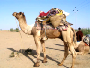 camel