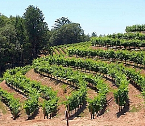 Temecula wine country