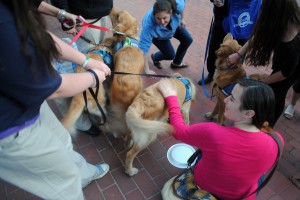 Comfort Dogs bringing healing in Boston