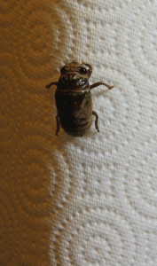Cicada "resurrection"