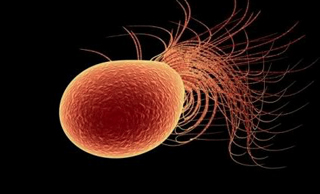 Seven motor, 24 gear, MO-1 bacteria