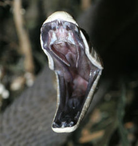 Black mamba with mouth open. The snake gets its name from the color of its mouth