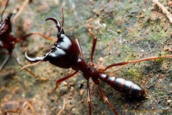 Driver ant close-up, showing it's powerful mandibles (pincers) and stinging tail