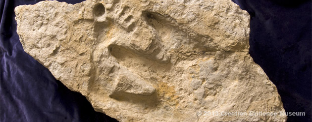 delk_cretaceous_footprint