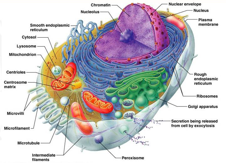 Johnson says Darwin would have backed down on some of his conclusions, had he been able to see the astonishingly complex machines in the cell.