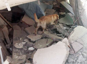 Dayko in rubble