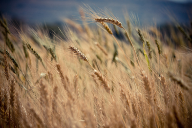 harvest