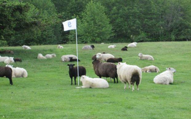 As a young person, Willett played on a makeshift course in this sheep field