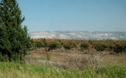 Agriculture in Lower Galilee