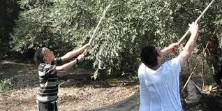 Harvesting olives in Lower Galilee