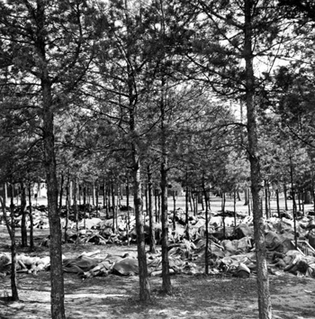 Hundreds of corpses on ground beneath trees at Bergen-Belsen concentration camp.