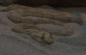 Viper hidden in sand
