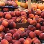 Seed to Fruit (3)