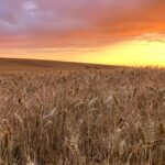 Wheat Field
