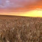 Wheat Field