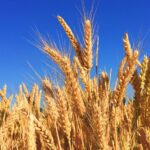 Harvest field