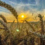 Wheat Field II