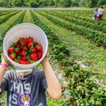 Strawberry field