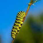 Caterpillar