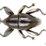 bollweevil1