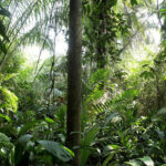 jungle liberia