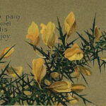 the-jewel-of-his-joy-lilias-trotter
