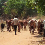 Kerry – Cattle