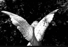 Did guardian angels save man from vicious dogs?