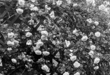 Did angels dematerialize and imprison young drunk in rose trellis?