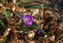 Our Redeemer Brings Hope to the Weary redeemer