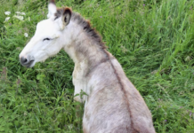 Why do donkeys have crosses on their backs?
