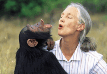 Renowned primatologist Jane Goodall passes to her reward